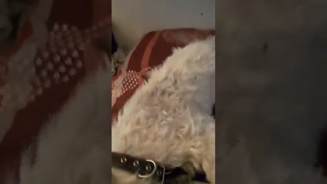 Лютик ищет дом, приют, Санкт-Петербург смотреть онлайн