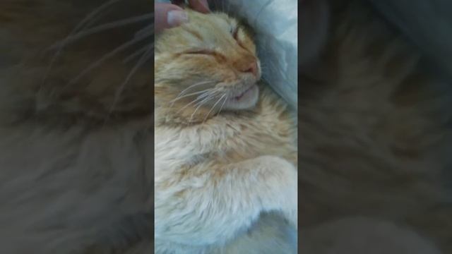 Кошачий ребенок всех любит и поздравляет! смотреть онлайн