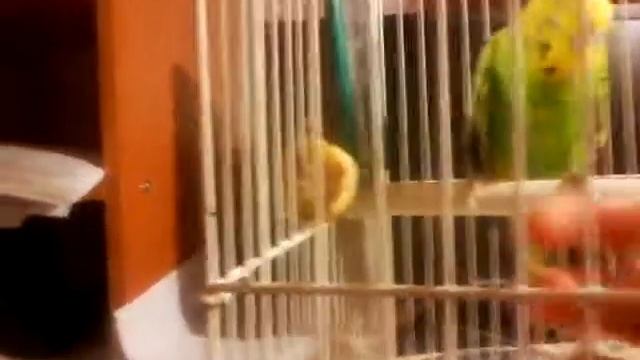Знакомство!!!!! Кеша и Даша и у них в гостях Паша смотреть онлайн