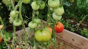 Томат Мамина любовь. Всегда урожайный. Обильный.