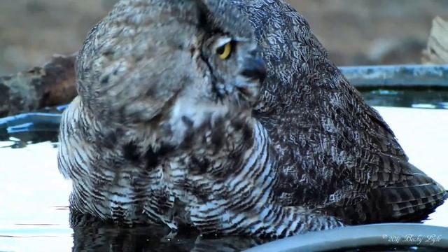Great-horned Owl Juveniles Bathing - 09/01/2017 Digiscoped Swarovski 65mm Panasonic GH5 смотреть онлайн