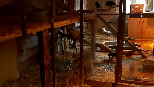 Аист Красавчик и другие 02 02 20 г смотреть онлайн