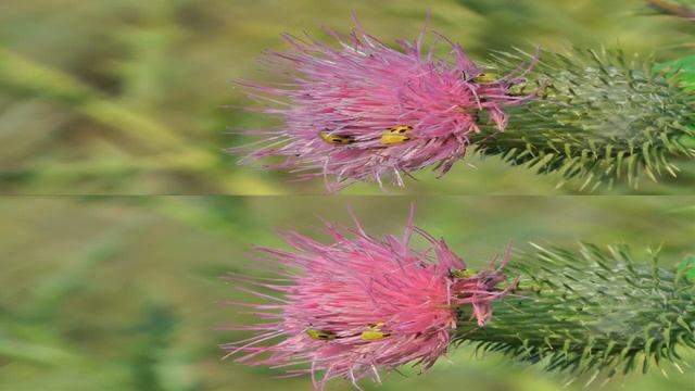 3D Cucumber Beetles and Skipper смотреть онлайн