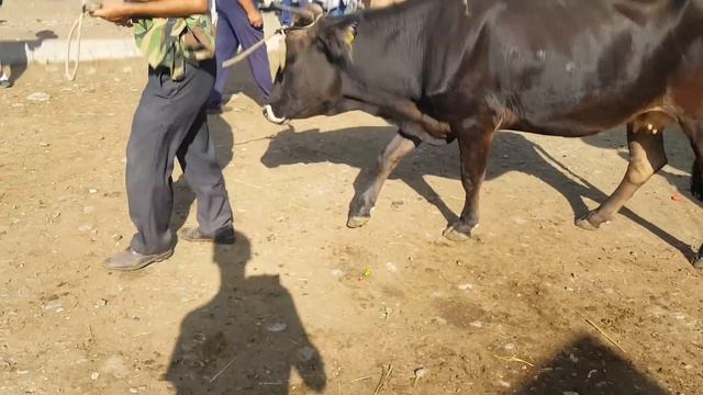 Чоп кымбат ,Мал арзан.Караван мал базары. 7 Август. смотреть онлайн