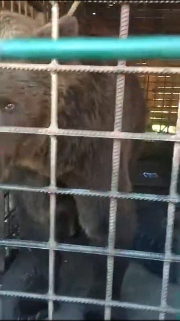 Огромный Мишка в Горном Алтае смотреть онлайн