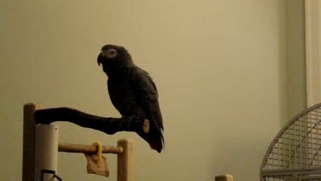 Jasper the Grey 7 смотреть онлайн