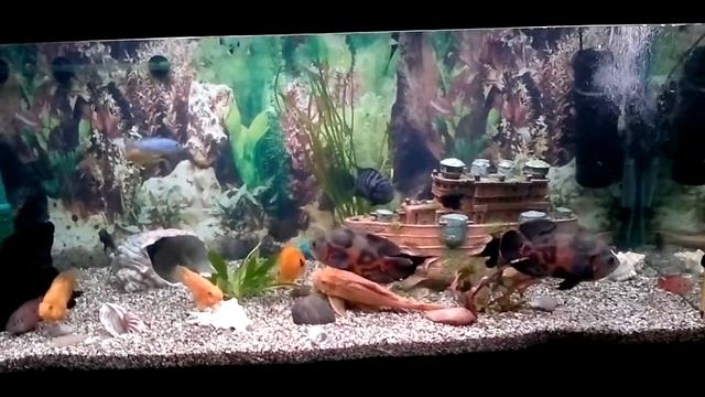 цихлиды смотреть онлайн