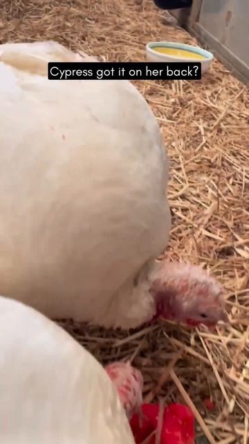 Treats For Chickens!
