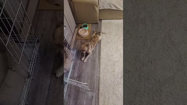 ЛУНТИКУ НУЖЕН СРОЧНЫЙ ОСМОТР И СРОЧНАЯ ПОМОЩЬ!!! (подробности в описании под видео) смотреть онлайн