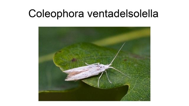 Coleophora Ventadelsolella смотреть онлайн