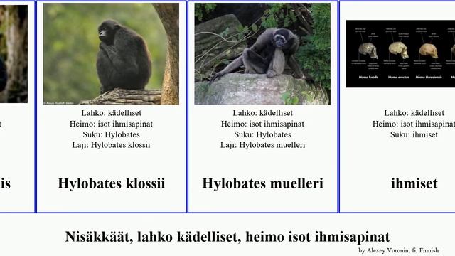 Nisäkkäät, lahko kädelliset, heimo isot ihmisapinat hylobates mammal primate robustus agilis Homo смотреть онлайн