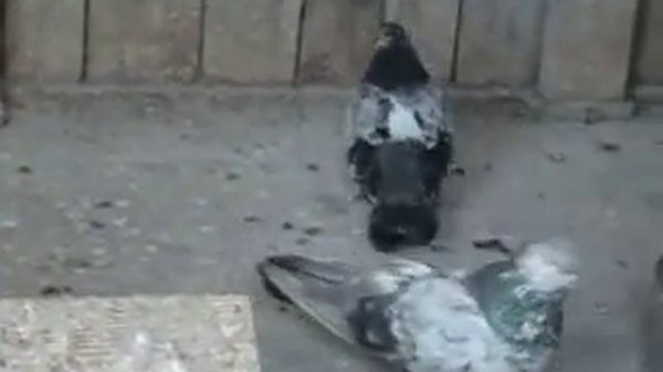 Голуби Самара Алексей Ткаченко