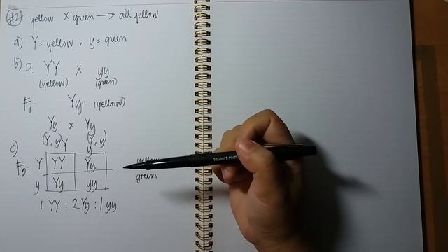 Solutions to Practice Problems: Monohybrid Cross смотреть онлайн