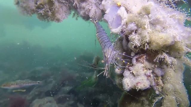 Common prawn (Palaemon serratus) - 't Koepeltje (Netherlands) 19-9-2020 смотреть онлайн