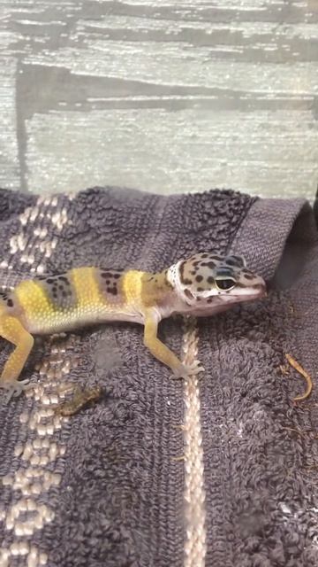 Gecko Grisha is hungry #short #funny #gecko #shorts смотреть онлайн