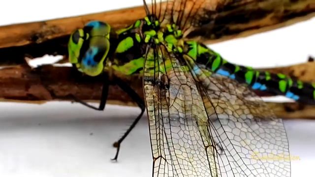Blaugrüne Mosaikjungfer Aeshna Cyanea Libelle Dragonfly Super Macro Raynox M-250 смотреть онлайн