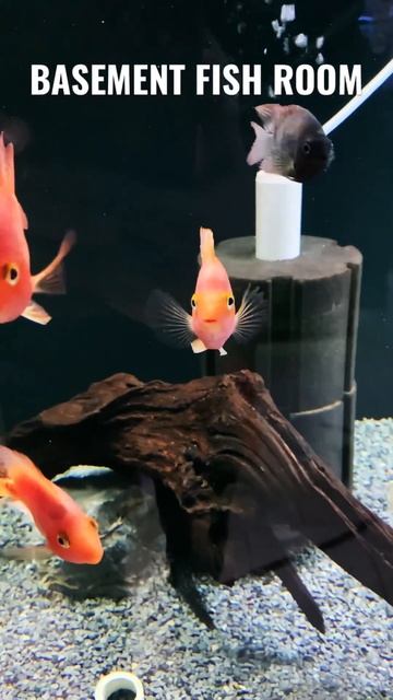 #kingkongparrots #aquarium #fishtank #fishroom #basementfishroom смотреть онлайн