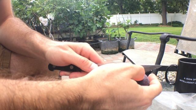 The Raspberry Latte Fig: Tastes Like Raspberries?! смотреть онлайн