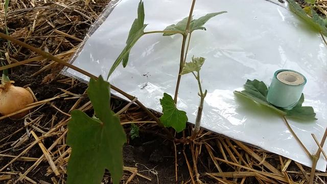 Простая прививка способом зеленое в зеленое.