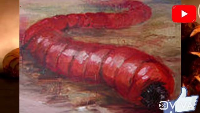 MALASIAM DEATH WORM MYSTERIO MONSTER EP 16 смотреть онлайн