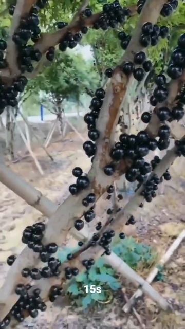Black Graphs Tree #trending #ytshort #fruitslovers #shortsfeed #ytshorts #short #shorts #15s смотреть онлайн