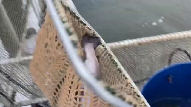 Зарыбление безлимита по 4,0 кг форели смотреть онлайн