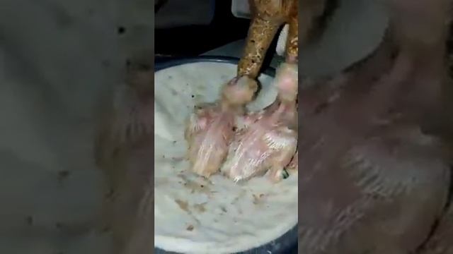 Кормления голубиных птенцов/ Feeding pigeon chicks смотреть онлайн