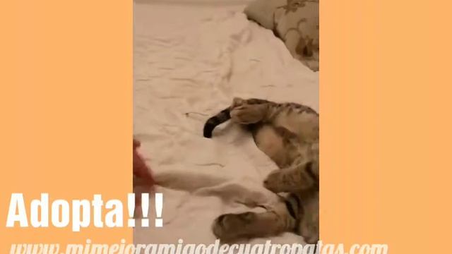 Pancho, Panda y Nabuco (3/08/2018) Madrid - Machos смотреть онлайн