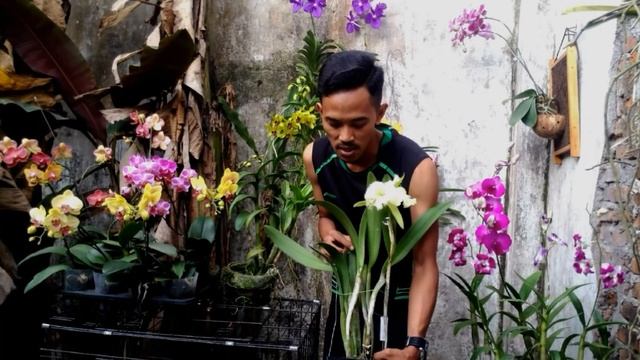 Yuk kenali dulu beberapa genus Anggrek, begini cara nyiram dan kasih pupuknya смотреть онлайн