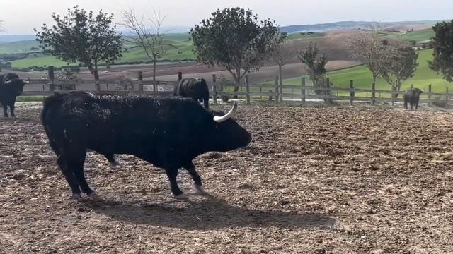 😱 POR QUE ESTAN TAN ENFADADOS ESTOS TOROS? смотреть онлайн