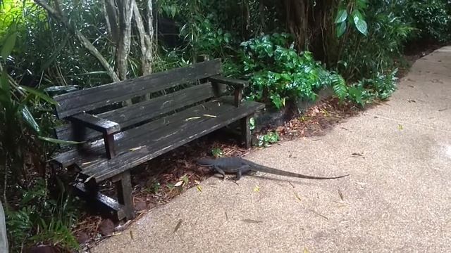 Singapur - Varan skvrnitý смотреть онлайн