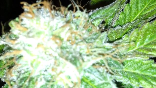 KillBill 120W LED/600W HPS смотреть онлайн