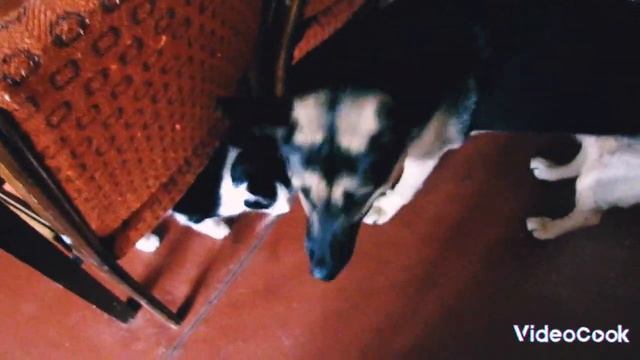 Кот не задаётся. Дрессировка собак онлайн. #дресируваннясобак #дрессировкасобаки #собака #dog #cat смотреть онлайн