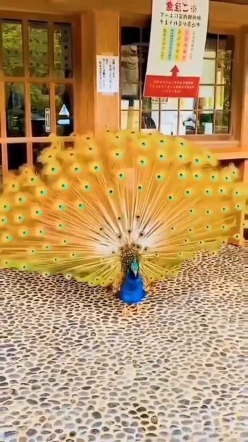Beautiful color peacock، طاووس ألوانه جميله #shorts смотреть онлайн