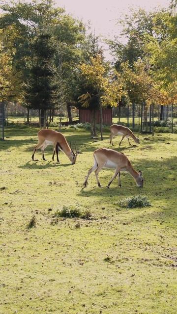 Wild Animals of Canada - Beautiful Deer смотреть онлайн