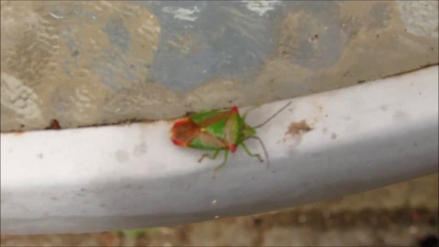 Hawthorn Shieldbug maybe July 13, 2015 смотреть онлайн