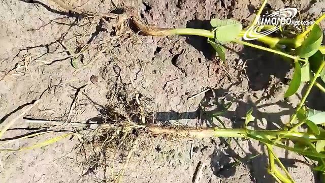 ЧИ ПРАЦЮЮТЬ ІНОКУЛЯНТИ? Огляд посівів сої, насіння якої було оброблено НІТРОГЕН КВІК і НІТРОГЕН Т смотреть онлайн