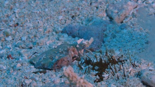 Sea Urchin Spawning [4K] смотреть онлайн