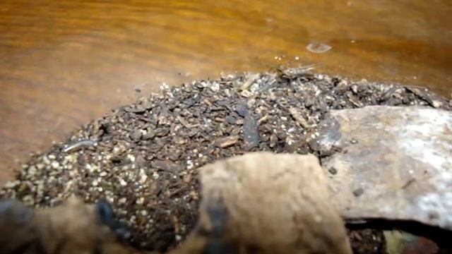 オオハサミムシ（Labidura riparia）の幼体 смотреть онлайн