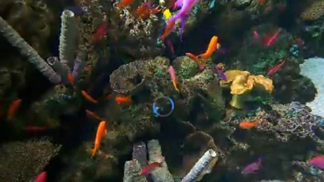 fish 292 смотреть онлайн