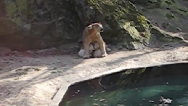 ZOO Brno - Lední medvědice Cora poprvé ukázala svoje dvojčata смотреть онлайн