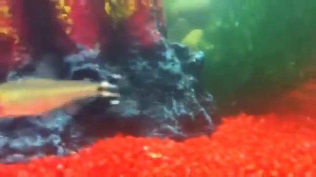 45L freshwater aquarium, tigerbarbs, gourami, rummy nose te смотреть онлайн