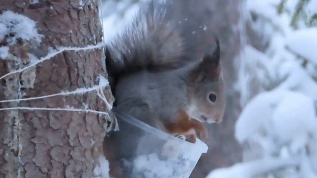 №4398 05 12 2023 На кормушке смотреть онлайн