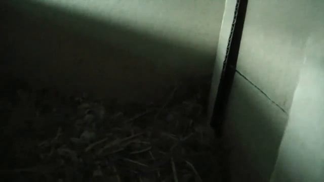 Голубята смотреть онлайн