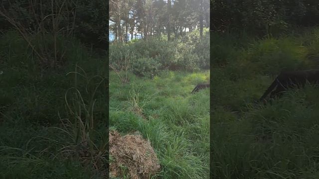 Учим ребенка коммуникации . Дарим цветы прохожим. Смотрите реакцию людей и как смущались парни🤣