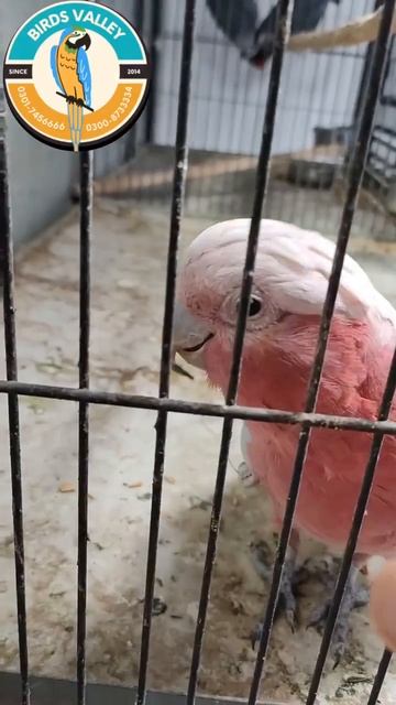 GALA COCKATOO • GALAH COCKATO • TAME MALE смотреть онлайн
