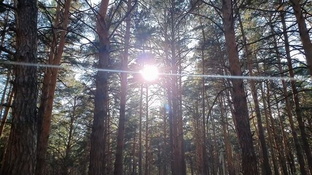 Кирилл Завацкий - Пространство леса смотреть онлайн