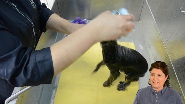 Kitty Talks Dogs: grooming Lou-anne the Yorkshire Terrier | TRANSGROOM смотреть онлайн