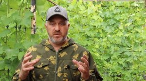 как помочь винограднику после града