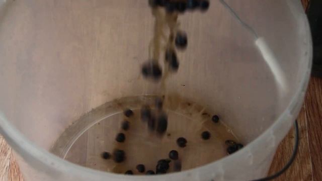 Часть 1. Красное сухое вино в домашних условиях.